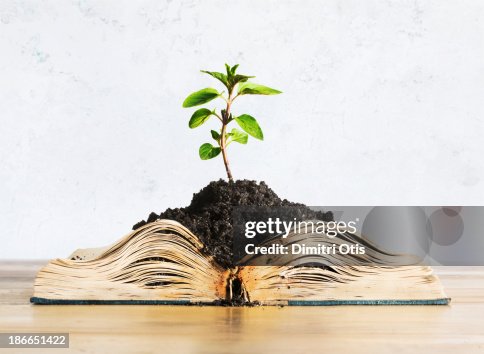 Plant growing out of open book Plant growing out of open book