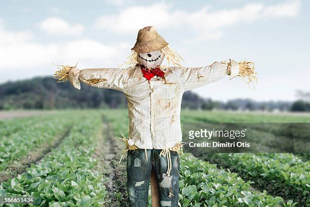 scarecrow protecting vegetable farm crop - scarecrow stock pictures, royalty-free photos & images
