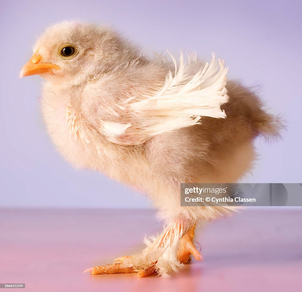 White Cochin Frizzle Chick