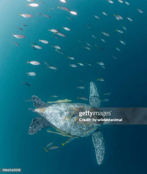 leatherback turtle diving among a school of fish. - leatherback turtle stock pictures, royalty-free photos & images