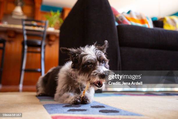 dog chewing bone, dog eating treat, rawhide bone - krümel stock-fotos und bilder