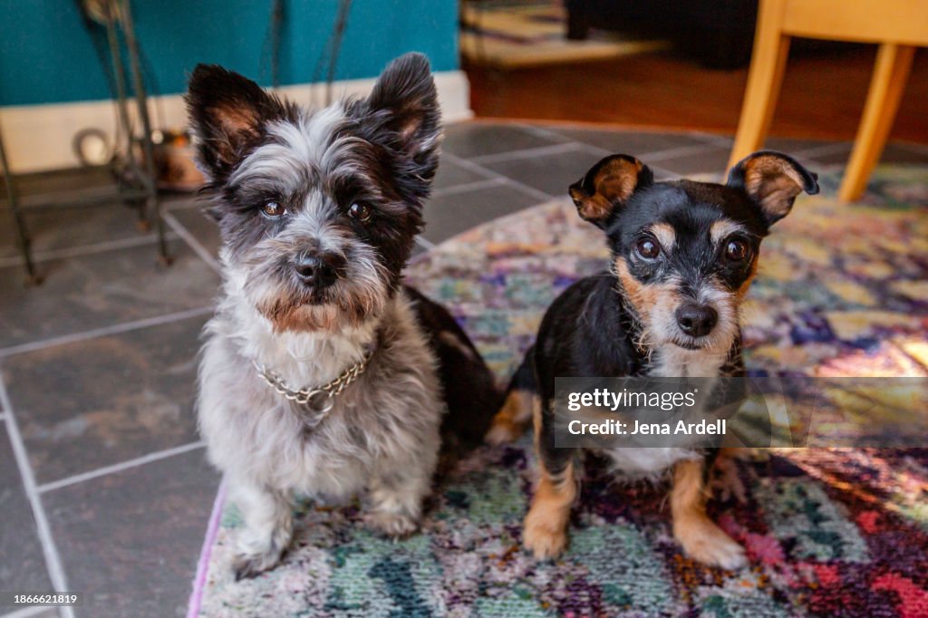 Two Dogs Friends, Small Dog Breed, Chihuahua Terrier Dog