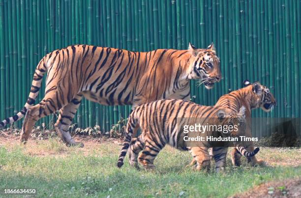 Tiger cubs Dhery and Dhatri along with their mother Siddhi , at National Zoological Park during their photo up, they are now 7 Months old, now there...