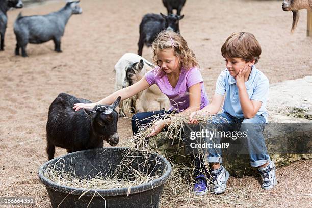 niños en el zoológico interactivo - zoo fotografías e imágenes de stock