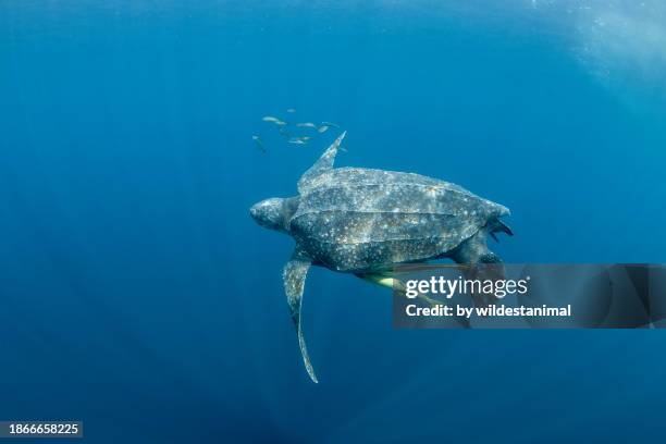 pacific leatherback turtle with a school of fish and remoras. - laúd fotografías e imágenes de stock