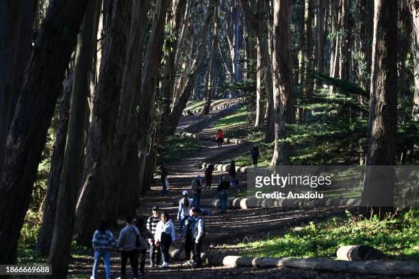 View of Andy Goldsworthy Wood Line of Presidio in San Francisco, California, United States on December 16, 2023. Wood Line is a 1,200-foot sculpture...