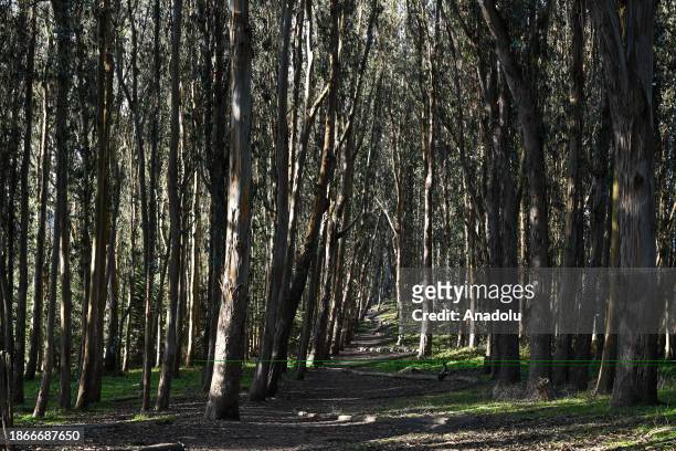 View of Andy Goldsworthy Wood Line of Presidio in San Francisco, California, United States on December 16, 2023. Wood Line is a 1,200-foot sculpture...