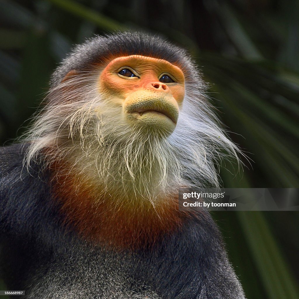 Douc langur