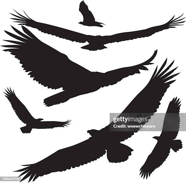 illustrazioni stock, clip art, cartoni animati e icone di tendenza di silhouette vettoriali di aquila - eagle