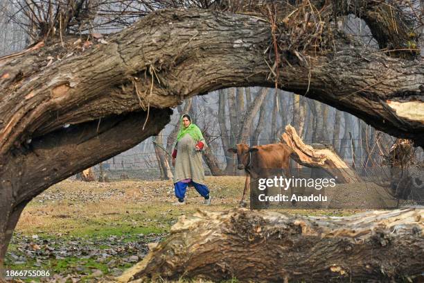 Woman walks with the cow on the outskirts of Srinagar, Kashmir on December 21, 2023.The 40-day harshest winter period 'Chilllai-Kalan', begins in...