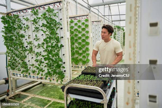 economía verde - asiático chino empresario masculino de una granja vertical que trabaja con nuevas plántulas foto de archivo - economía verde fotografías e imágenes de stock