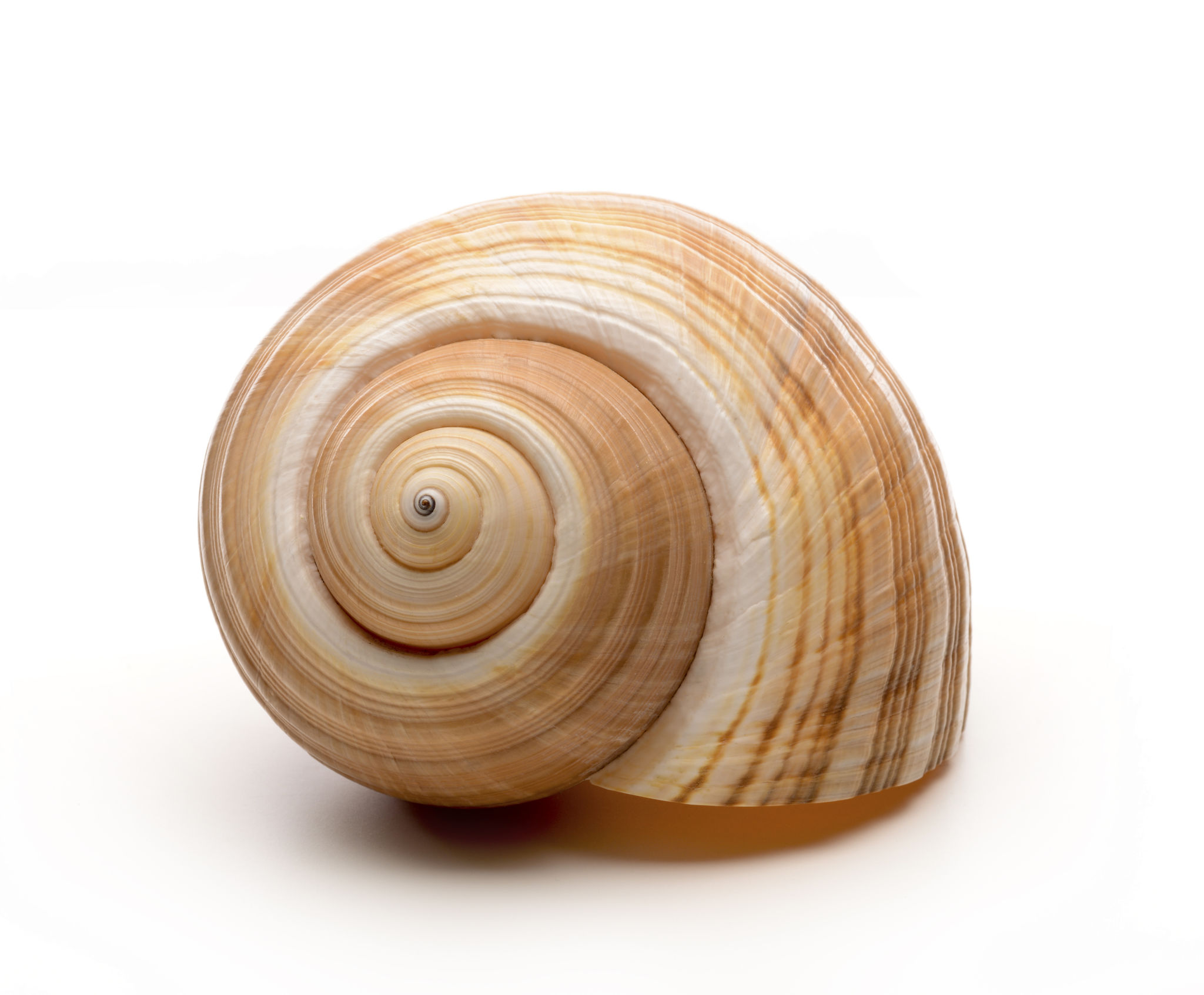 Large empty ocean snail shell on white background Large empty ocean snail shell on white background