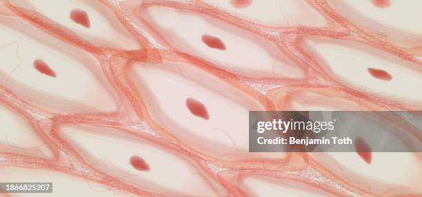 epithelial tissue, skin tissue cells, layers of skin. - dermis stock illustrations