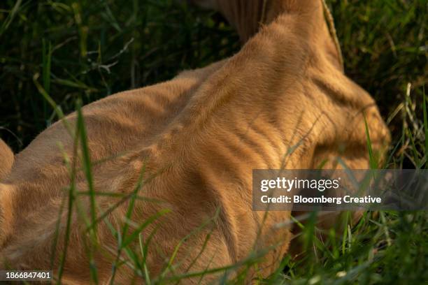 cattle rest in a field - animal rib cage stock pictures, royalty-free photos & images