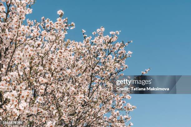 apricot blossom tree and blue sky, natural beautiful background. - aprikosenbaum stock-fotos und bilder