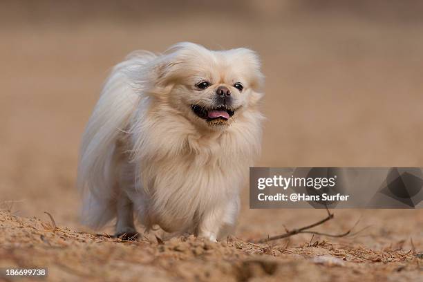 a beautiful fawn pekingese - pekingese stock pictures, royalty-free photos & images