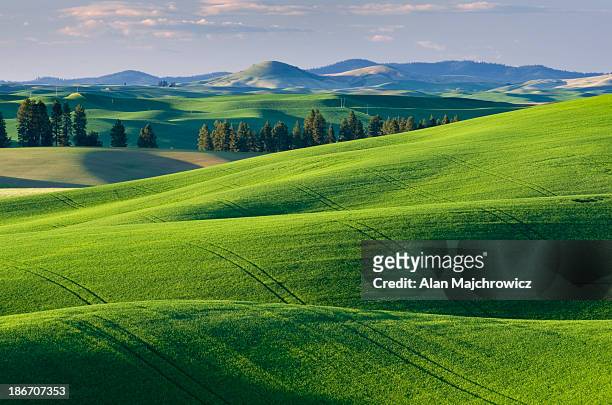 palouse wheat fields washington - rolling landscape stock pictures, royalty-free photos & images