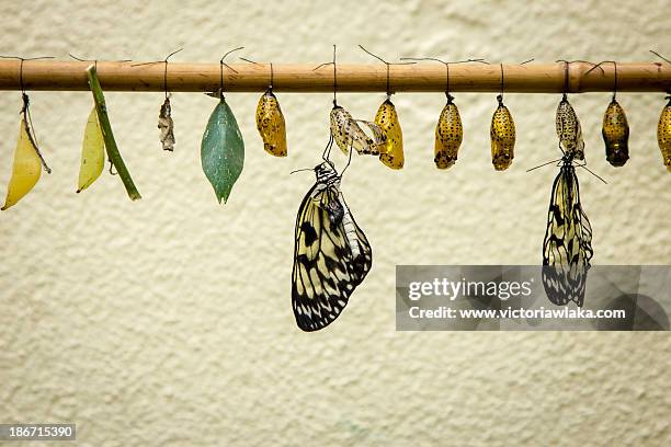 hatching butterflys - butterfly cocoon stock pictures, royalty-free photos & images