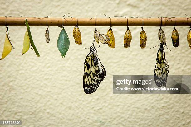 hatching butterflys - 繭 個照片及圖片檔