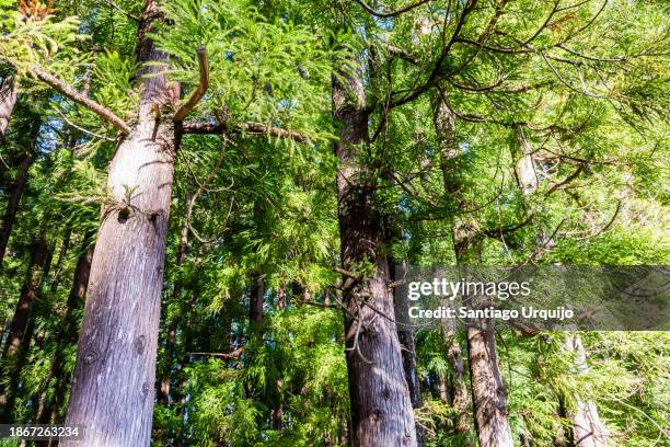forest of japanese red-cedar (cryptomeria japonica) - cedar branch stock pictures, royalty-free photos & images