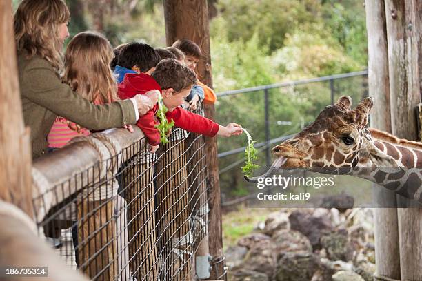 children at zoo feeding giraffe - zoological park stock pictures, royalty-free photos & images