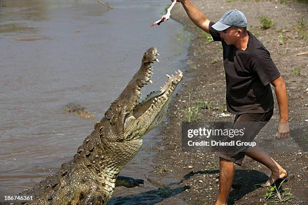 man feeding a large crocodile. - crocodile family stock pictures, royalty-free photos & images