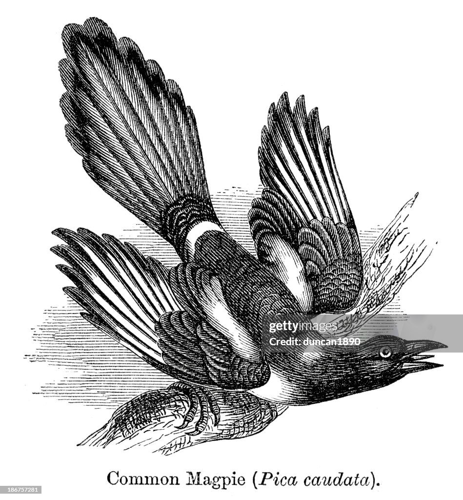 Common Magpie