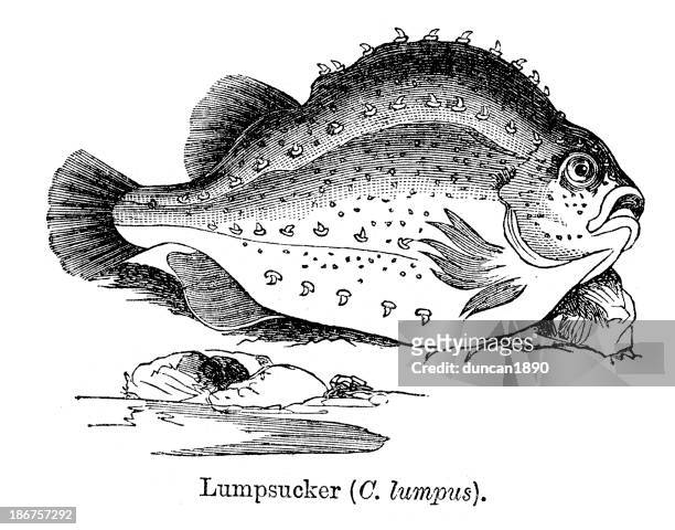 lumpsucker - caviar stock illustrations