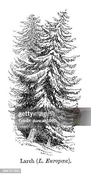 Larch Tree Larch Tree