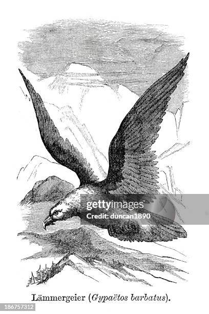 bearded vulture - turkey buzzard stock illustrations