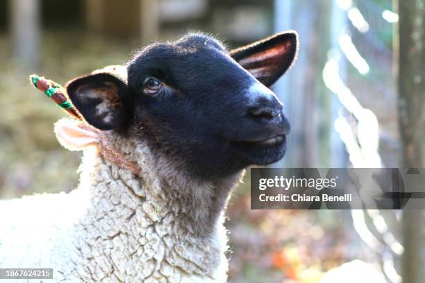 suffolk sheep with christmas reindeer antlers - mascot stock pictures, royalty-free photos & images