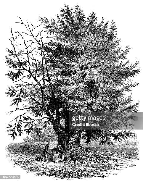 antique illustration of yew tree - yew tree stock illustrations