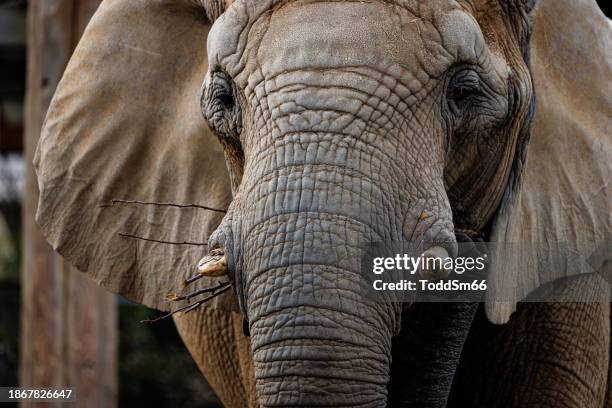 elephant - african elephant stock pictures, royalty-free photos & images