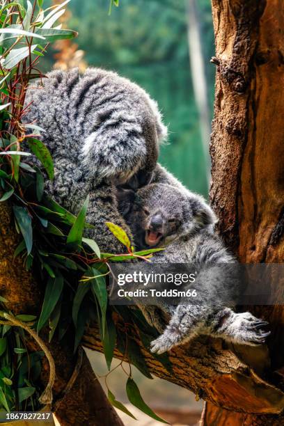 koala - koala stock pictures, royalty-free photos & images