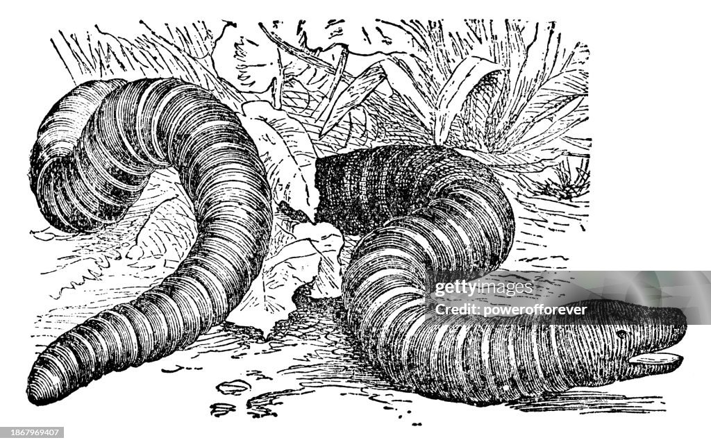 Ringed Caecilian (Siphonops Annulatus) - 19th Century