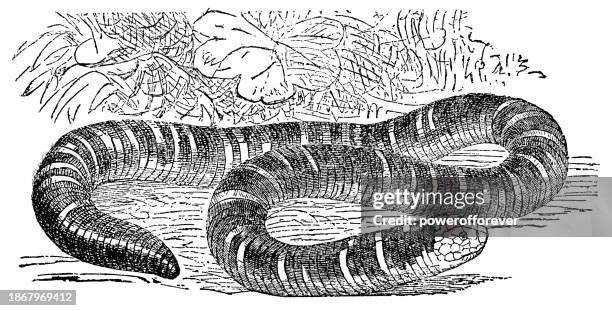white-bellied worm lizard (amphisbaena alba) - 19th century - amphisbaenia stock illustrations