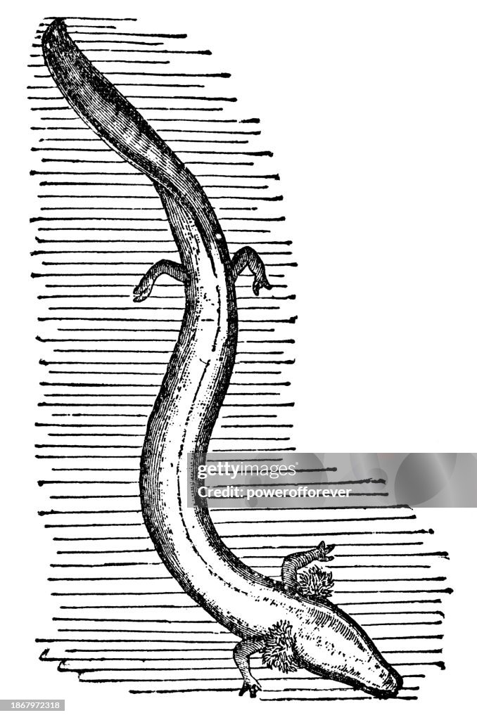 Olm Salamander (Proteus Anguinus) - 19th Century