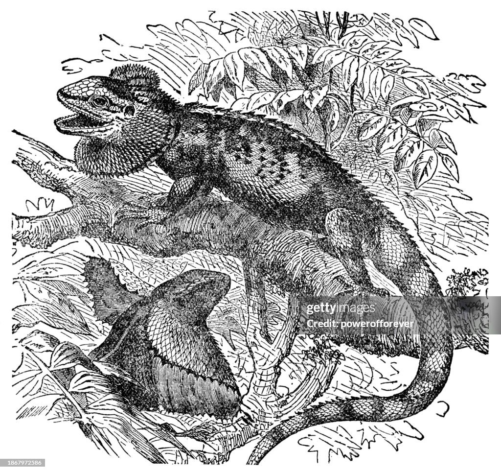 Lagarto con volantes (Chlamydosaurus kingii) - Siglo XIX
