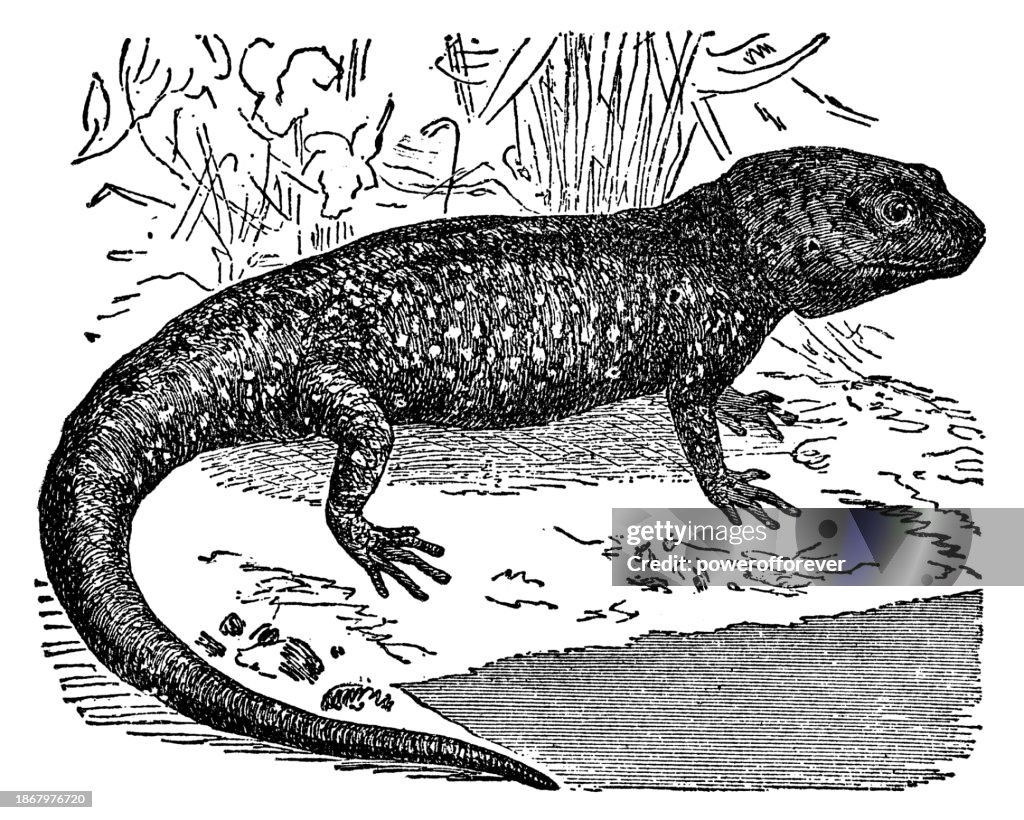 Tiger Salamander (Ambystoma Tigrinum) - 19th Century