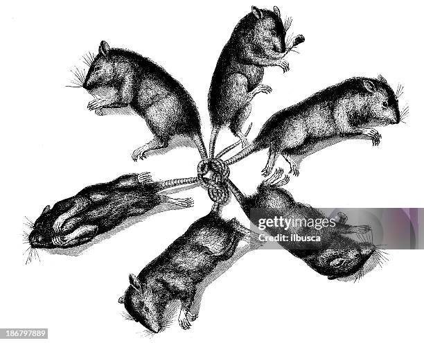 antique illustration of rats tied by tail - rat stock illustrations