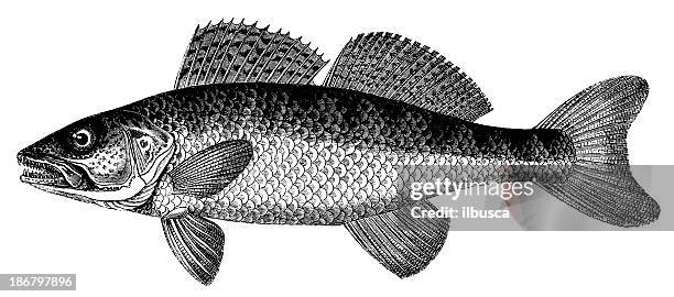 antique illustration of zander (sander lucioperca or stizostedion lucioperca) - sander stock illustrations