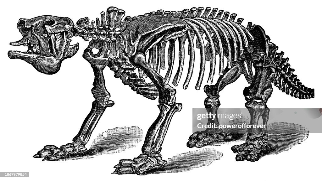 Megatherium Giant Ground Sloth Skeleton (Megatherium Americanum) - 19th Century