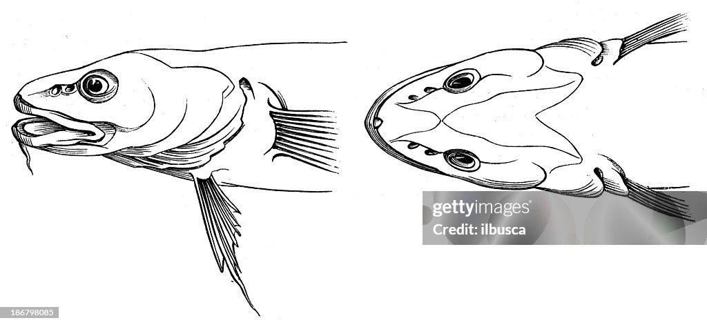 Antique illustration of burbot (Lota lota)