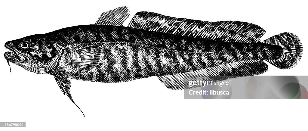Antique illustration of burbot (Lota lota)