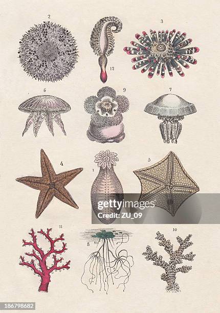 sea life - sea urchin stock-grafiken, -clipart, -cartoons und -symbole