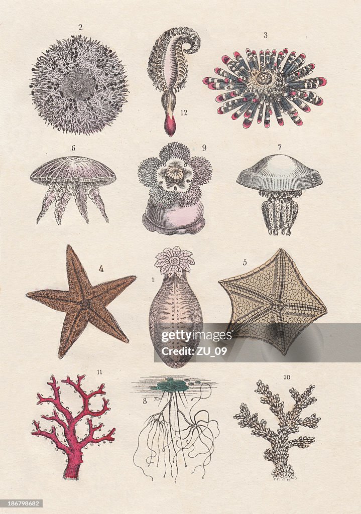 Echinoderms, Jellyfish and Cnidarians, hand-colored lithograph, published in 1880