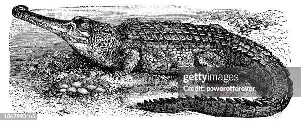 gharial crocodile (gavialis gangeticus) - 19th century - gharial stock illustrations