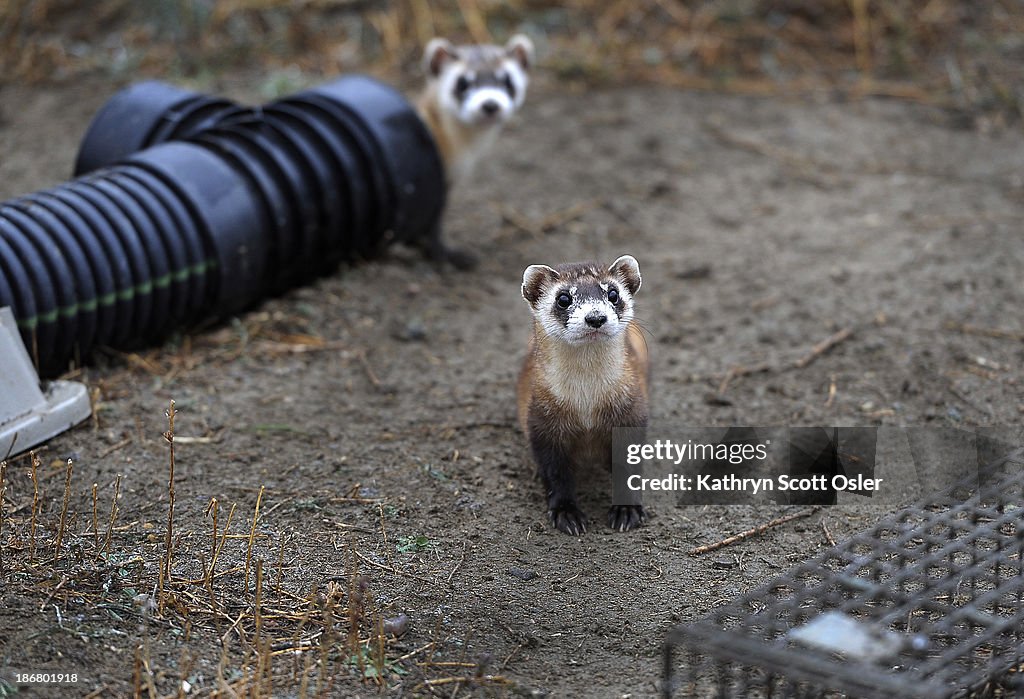 The U.S government through the U.S. Fish and Wildlife Service is breeding the black-footed ferret in captivity in northern Colorado.