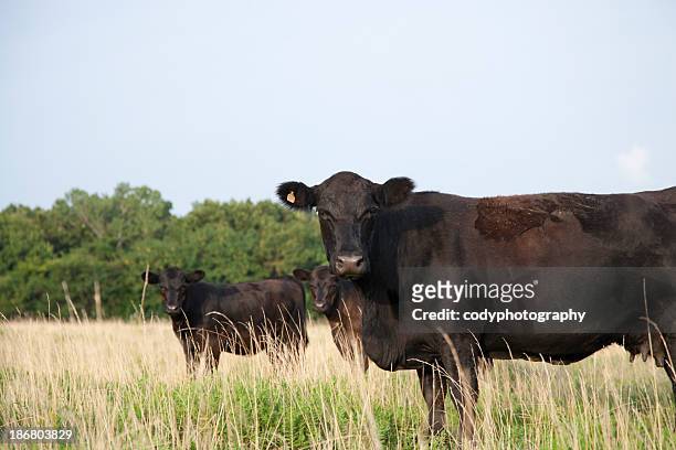 angus cow looking at camera - angus stock pictures, royalty-free photos & images