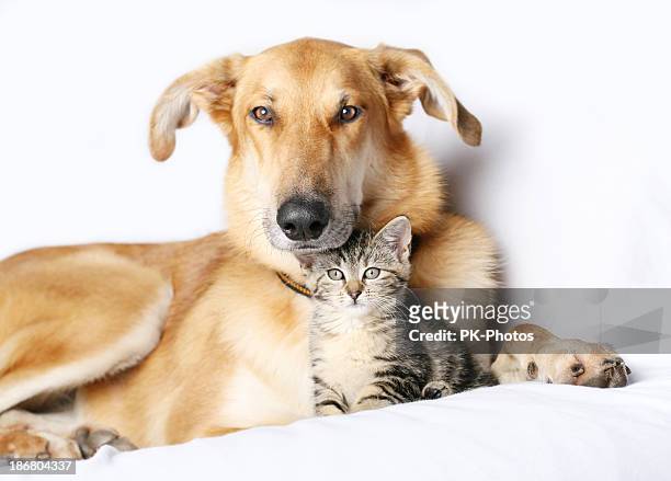 hund und katze - dog cat stock-fotos und bilder